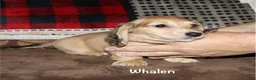 Miniature Dachshund dogs for sale: Whalen - Ad 6