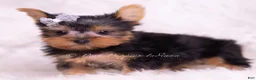 Yorkshire Terrier dogs for sale: Tinker Toy - Ad 3
