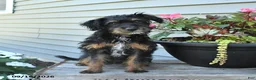 Jackapoo dogs for sale: Jenny - Ad 4
