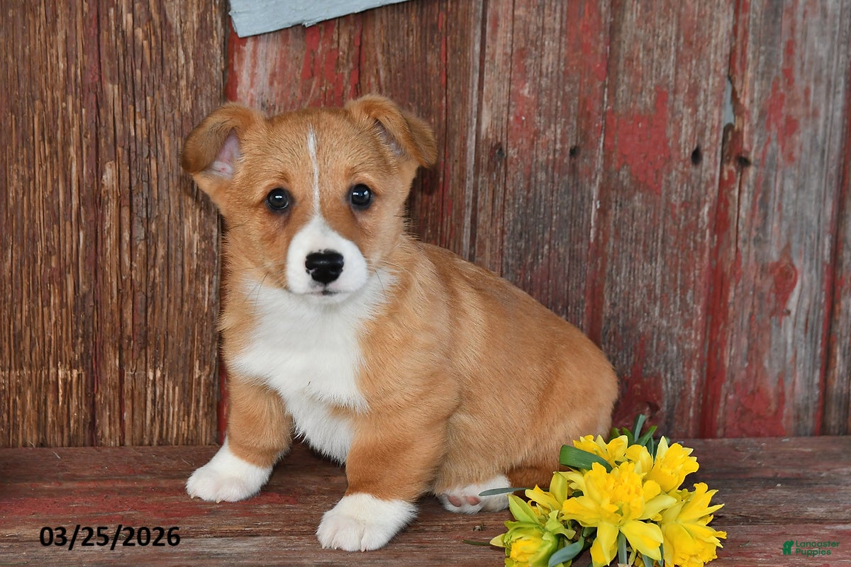 Welsh Corgi Pembroke dogs Rusty - Ad 1