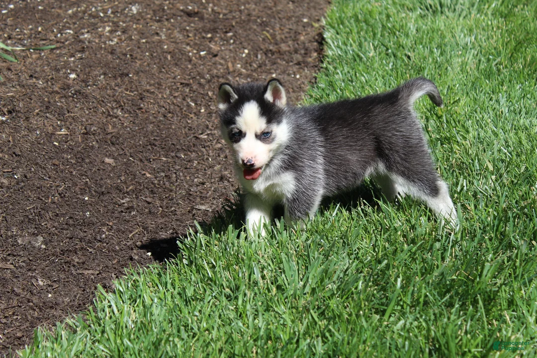 Siberian Husky dogs for sale: Trixie  - Ad 7