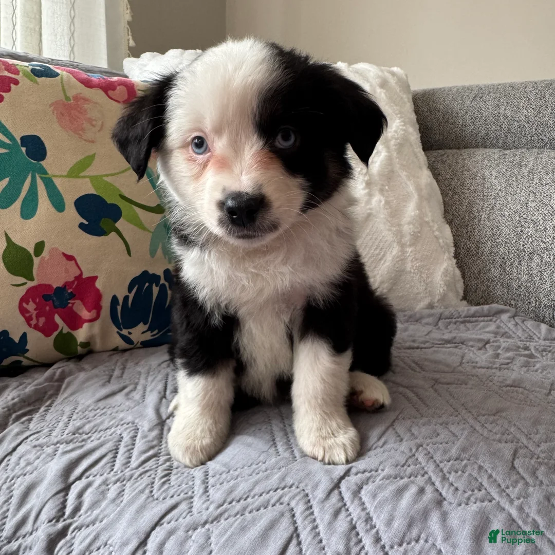 Miniature Australian Shepherd dogs for sale: Miniature Australian Shepherd Puppy 1 - Ad 1