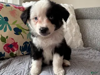 Miniature Australian Shepherd dogs for sale: Miniature Australian Shepherd Puppy 1 - Ad 1