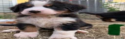 Bernese Mountain Dog dogs for sale: CamoGreen - Ad 1