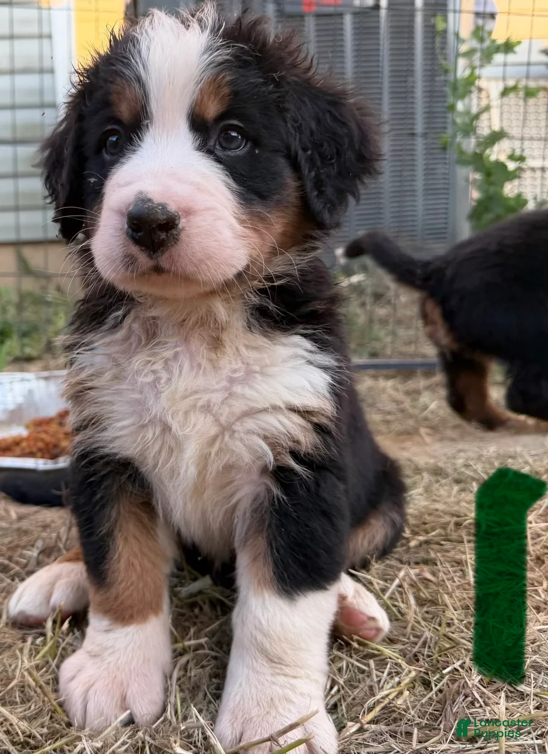 Bernese Mountain Dog dogs for sale: CamoGreen - Ad 1