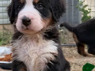 Bernese Mountain Dog dogs CamoGreen - Ad 14