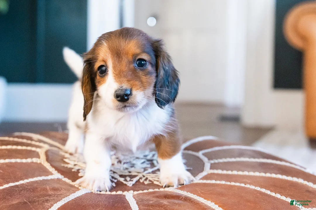 Miniature Dachshund dogs for sale: Sir Wigglebottom - Ad 1
