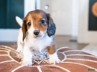 Miniature Dachshund dogs Sir Wigglebottom - Ad 2