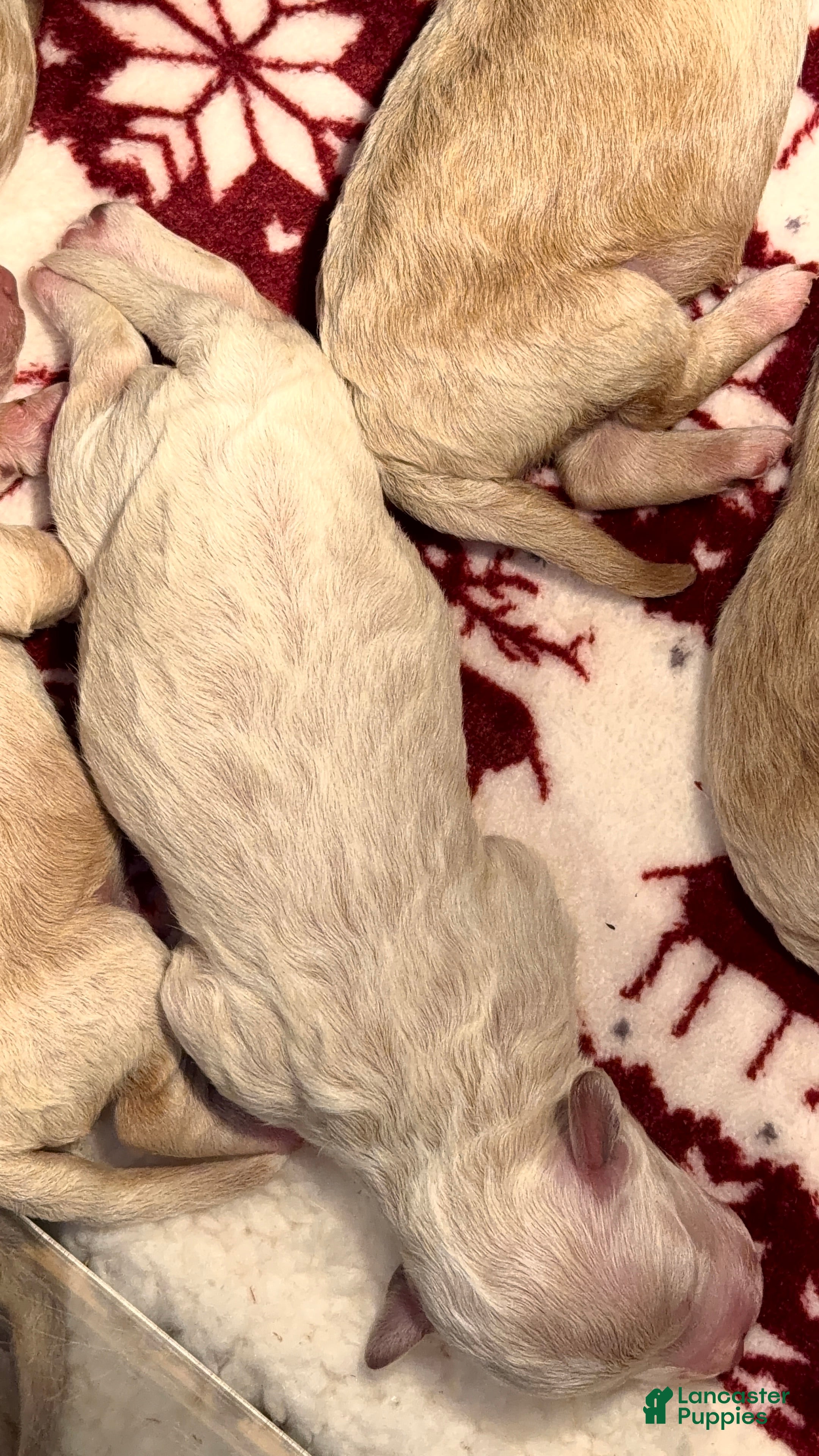 Bichpoo dogs Bichpoo Puppy 3 Toya - Ad 34