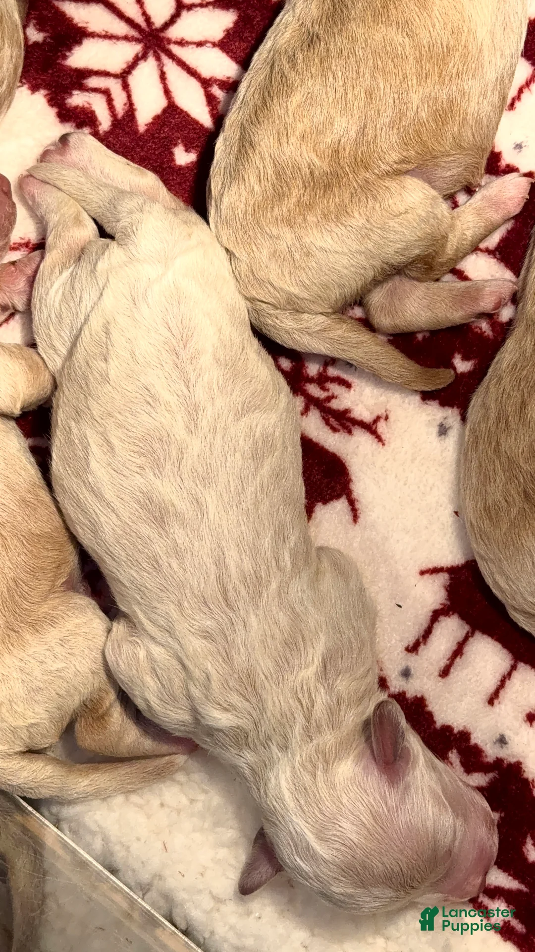 Bichpoo dogs for sale: Bichpoo Puppy 3 Toya - Ad 1