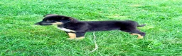 Mixed Breed dogs for sale: Thor - Ad 5
