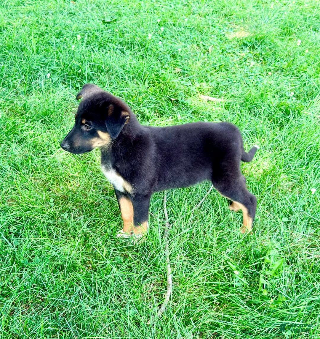 Mixed Breed dogs for sale: Thor - Ad 5