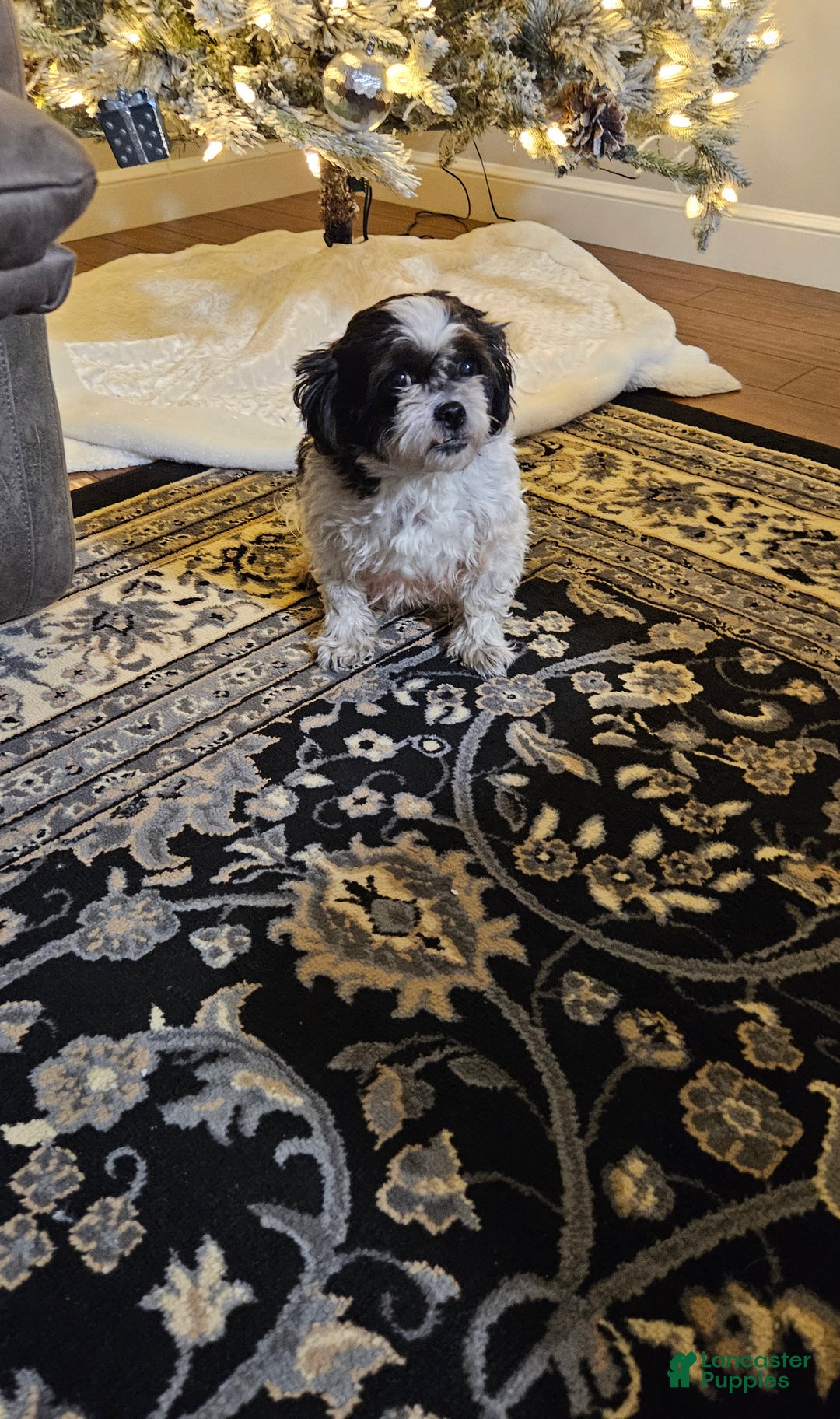 Mixed Breed dogs for sale: Oreo - Ad 7