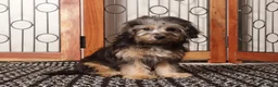 Yorkiepoo dogs for sale: Josie Gentle Yorkie Poo - Ad 3