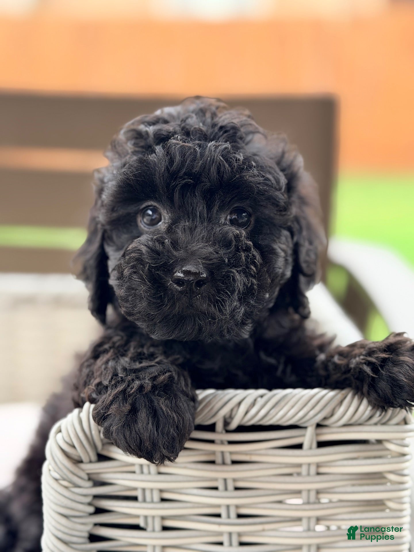 Mini Goldendoodle dogs Mini Goldendoodle 1 - Ad 26