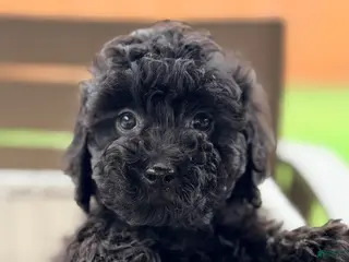 Mini Goldendoodle dogs Mini Goldendoodle 1 - Ad 26