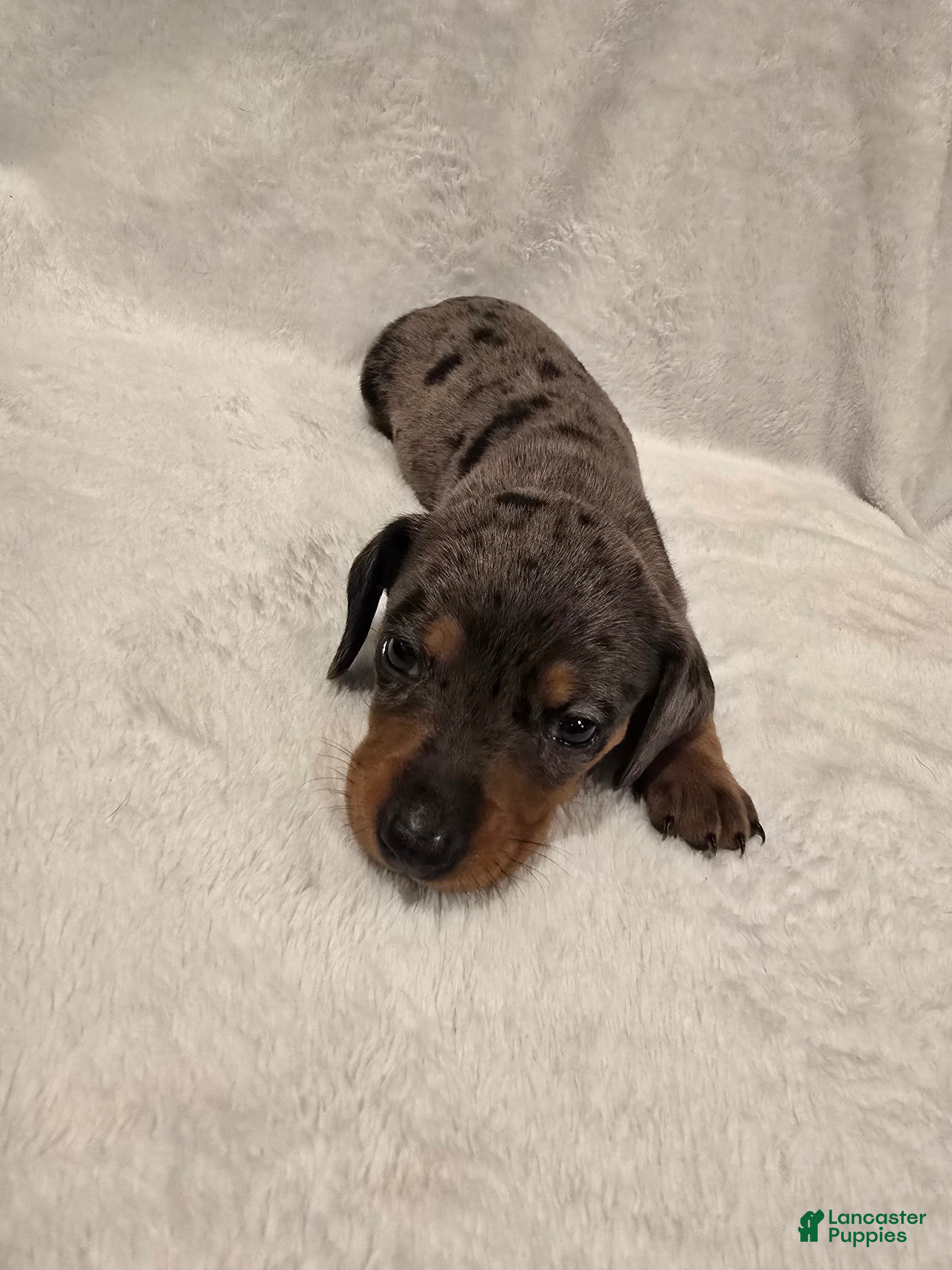 Miniature Dachshund dogs Moe - Ad 2
