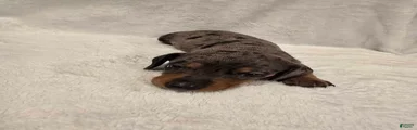 Moe