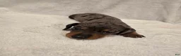 Miniature Dachshund dogs for sale: Moe - Ad 1