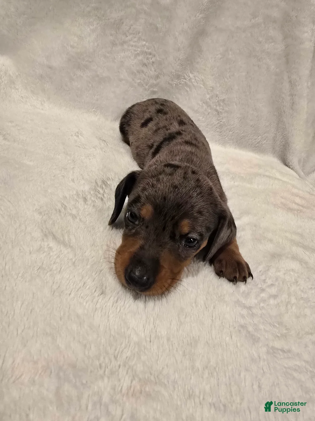 Miniature Dachshund dogs for sale: Moe - Ad 1