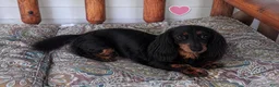 Miniature Dachshund dogs for sale: Miniature Dachshund 1 - Ad 8