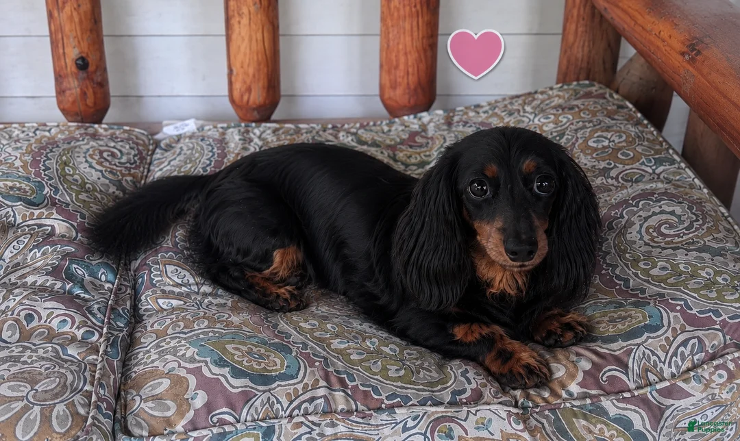 Miniature Dachshund dogs for sale: Miniature Dachshund 1 - Ad 8