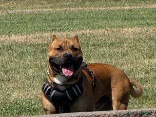 American Bully dogs American Bully - Ad 5