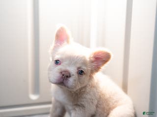 French Bulldog dogs Snow White - Ad 2