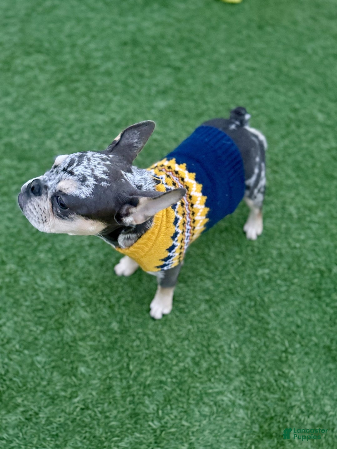 French Bulldog dogs for sale: Neptune - Ad 5