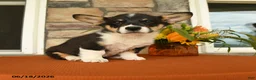 Welsh Corgi Pembroke dogs for sale: Doncan - Ad 1