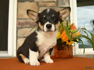 Welsh Corgi Pembroke dogs for sale: Doncan - Ad 3