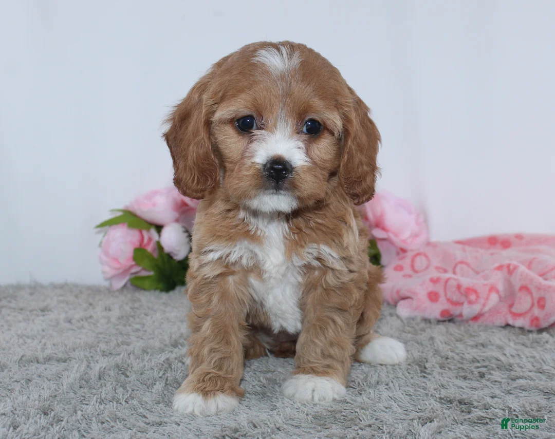 Cockapoo dogs for sale: Kamilla - Ad 1