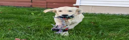 Golden Retriever dogs for sale: Gwenn - Ad 4