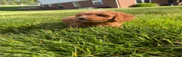 Cavapoo dogs for sale: Layla - Ad 13