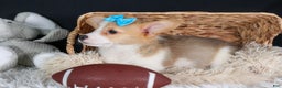 Welsh Corgi Pembroke dogs for sale: Ike - Ad 2