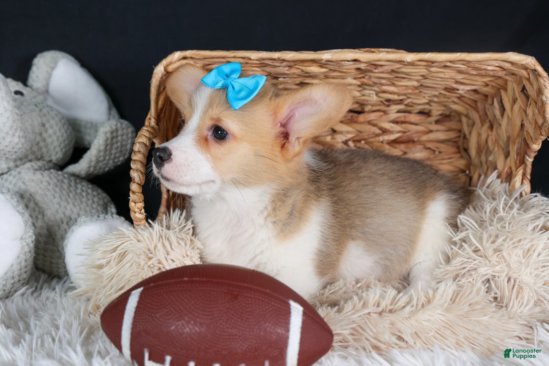 Welsh Corgi Pembroke dogs for sale: Ike - Ad 2