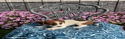 Jack Russell Terrier dogs for sale: Kaleb - Ad 2