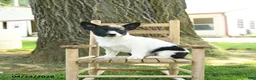 Mixed Breed dogs for sale: Oakley - Ad 5