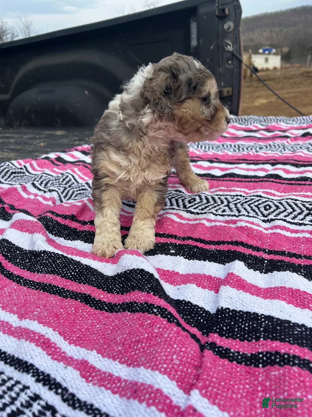 Miniature Poodle dogs for sale: Lucy - Ad 2