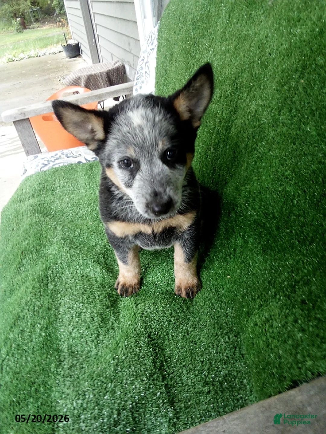 Australian Cattle Dog dogs for sale: Tank - Ad 1