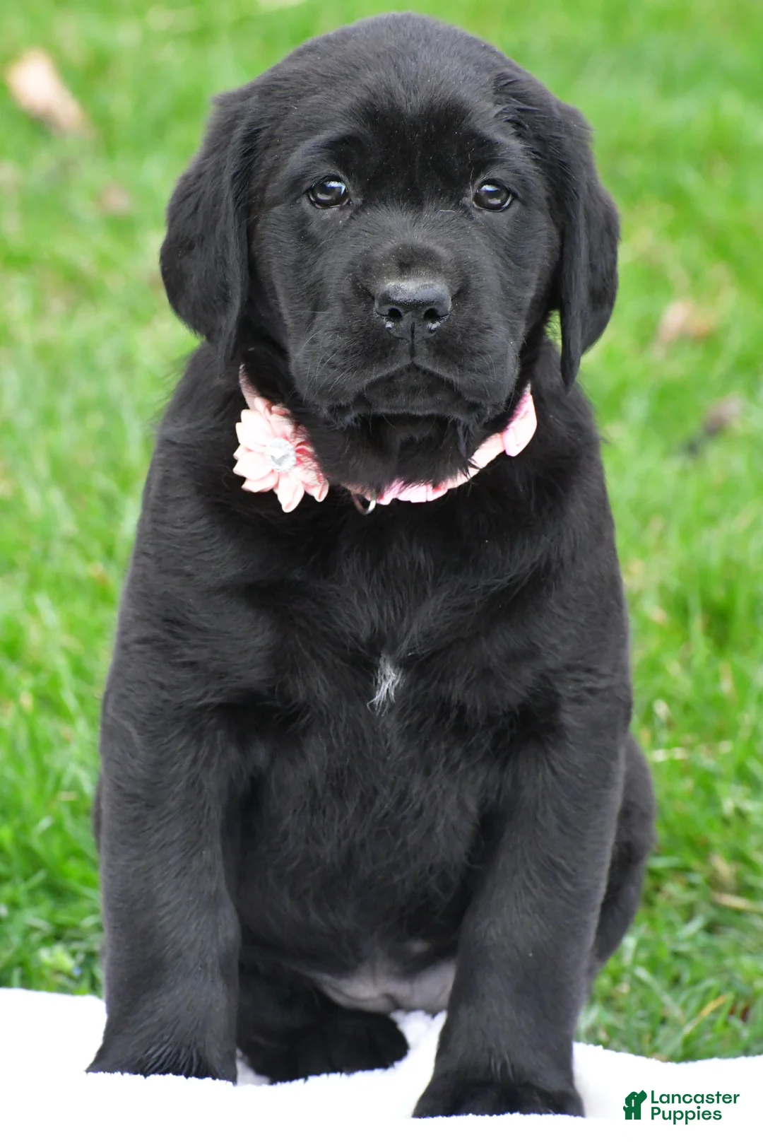 Labrador Retriever dogs for sale: Briella - Ad 1