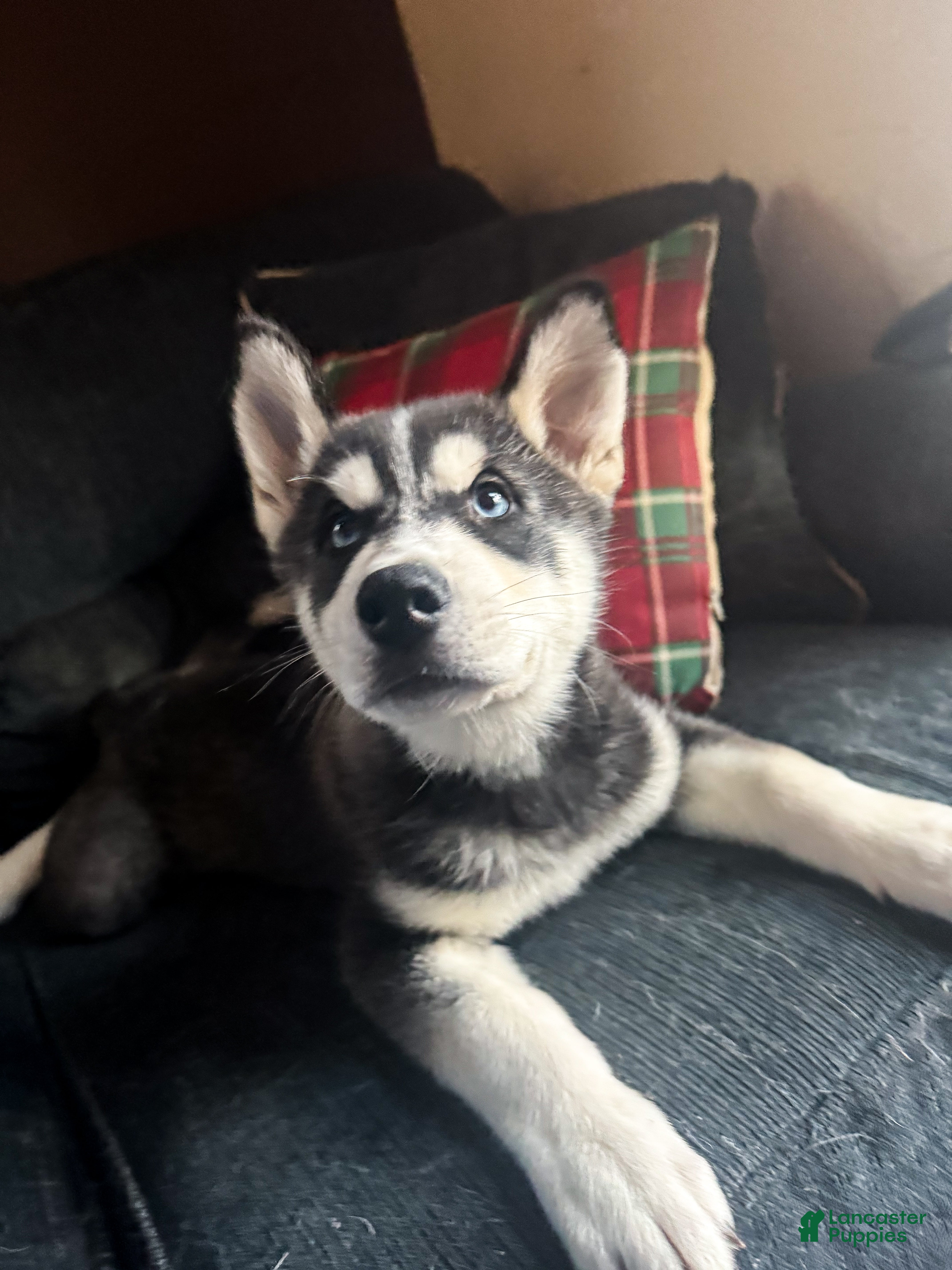 Siberian Husky dogs Siberian Husky puppy Jack Frost - Ad 6