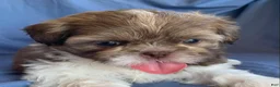 Shih Tzu dogs for sale: Molly - Ad 1