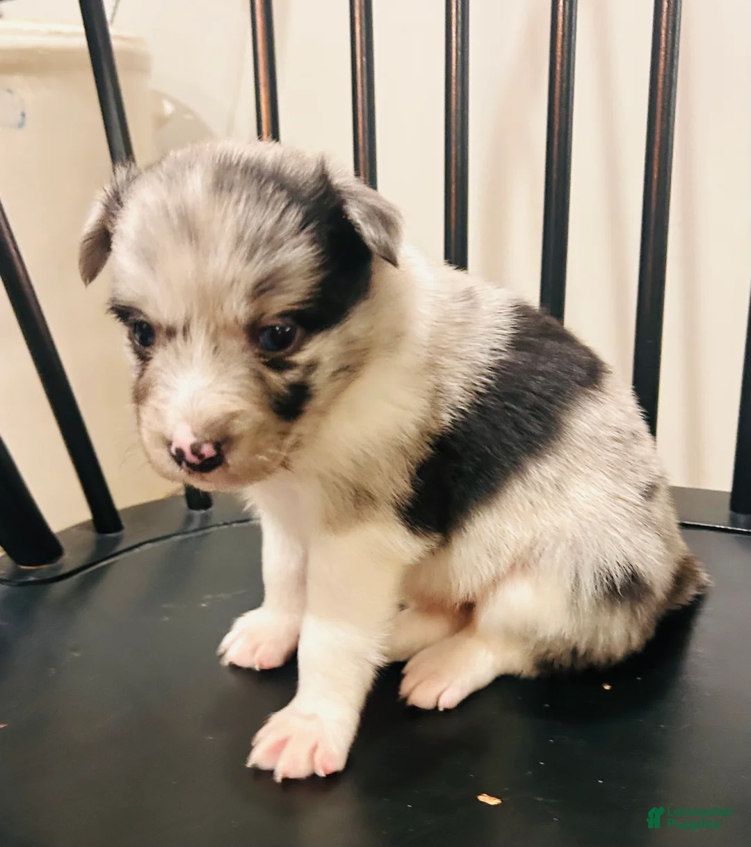 Australian Shepherd dogs for sale: Gemma - Ad 2