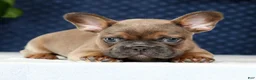 French Bulldog dogs for sale: Hank - Ad 5