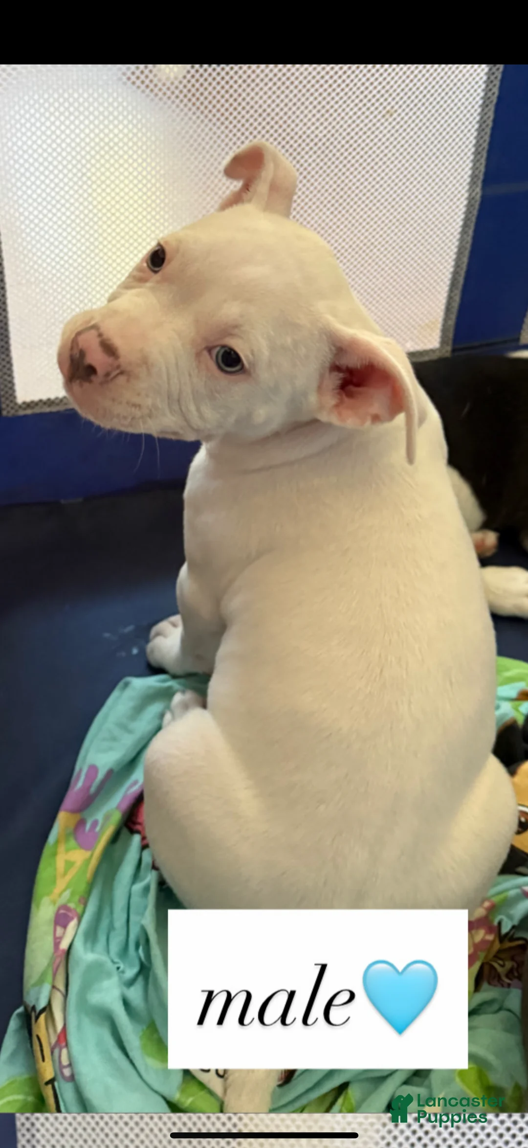 American Pit Bull Terrier dogs for sale: American Pit Bull Terrier 2 - Ad 2