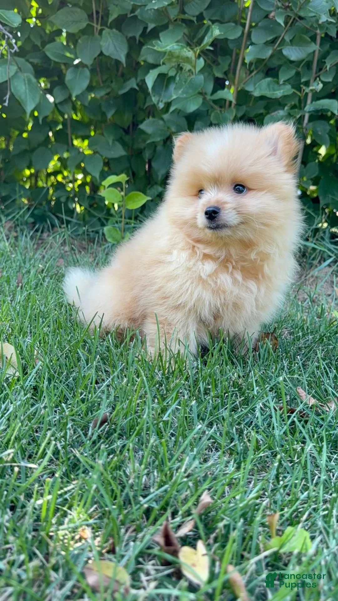 Mixed Breed dogs for sale: Charlie - Ad 2