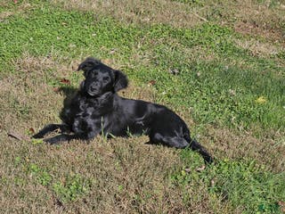 Mixed Breed dogs Josie - Ad 38