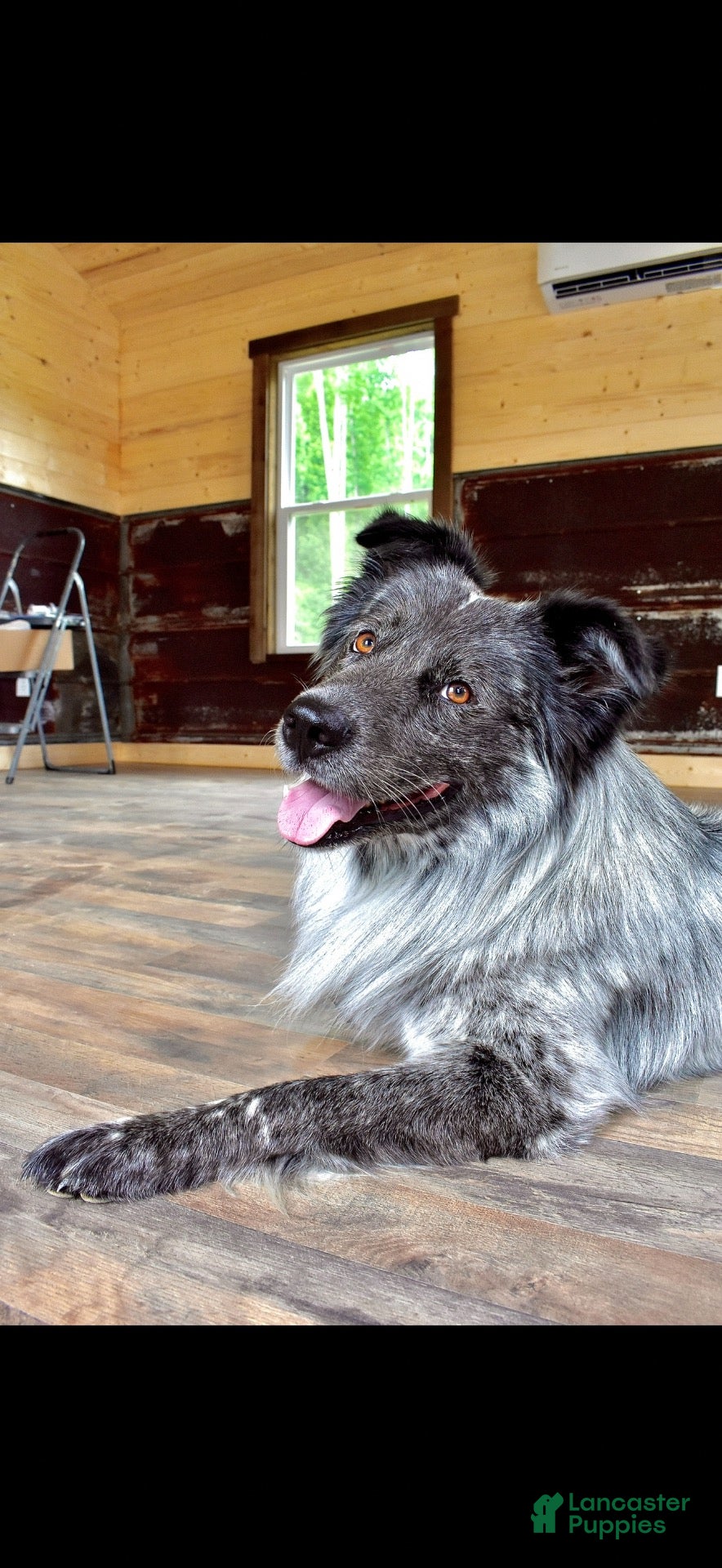 Mixed Breed dogs for stud: Osiris - Ad 5