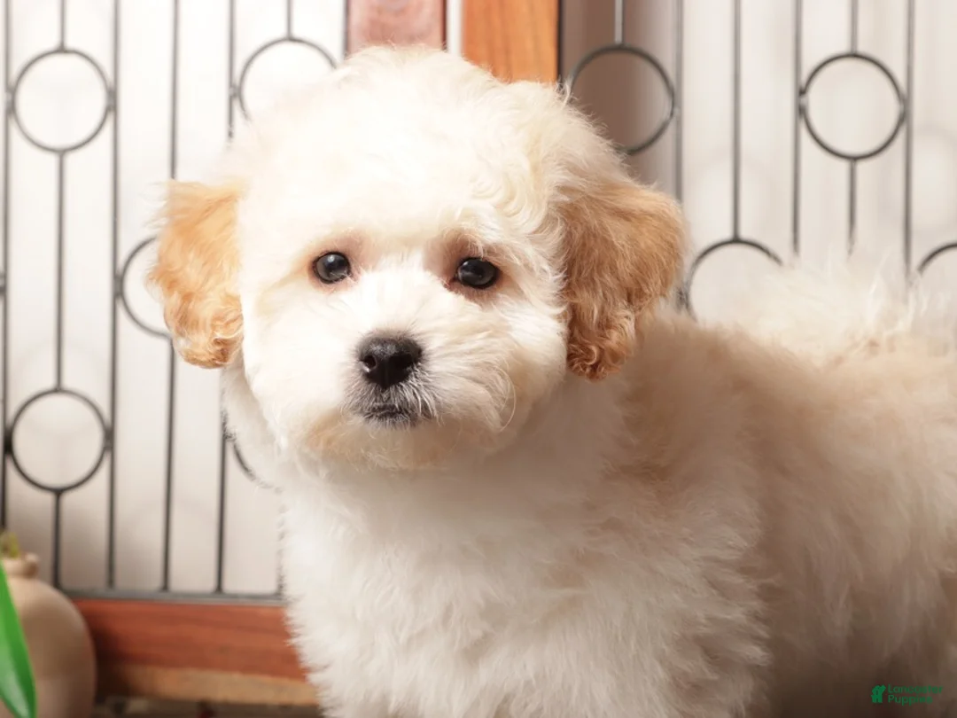 Maltipoo dogs for sale: Murphy Playful Maltipoo - Ad 2
